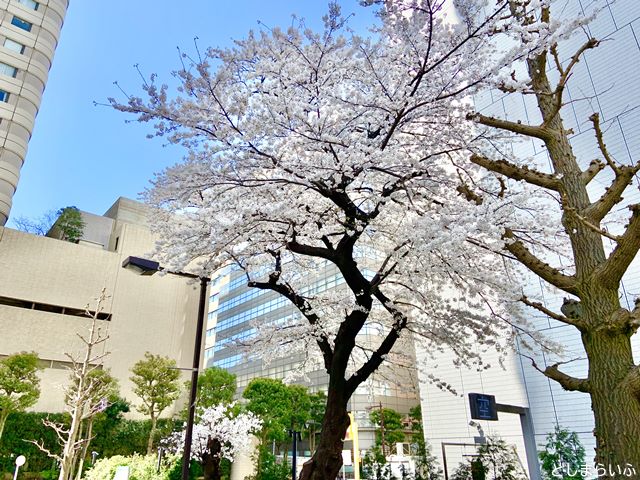 東京芸術劇場の裏にある桜