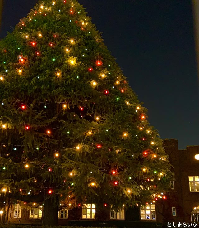 立教大学 クリスマスツリー