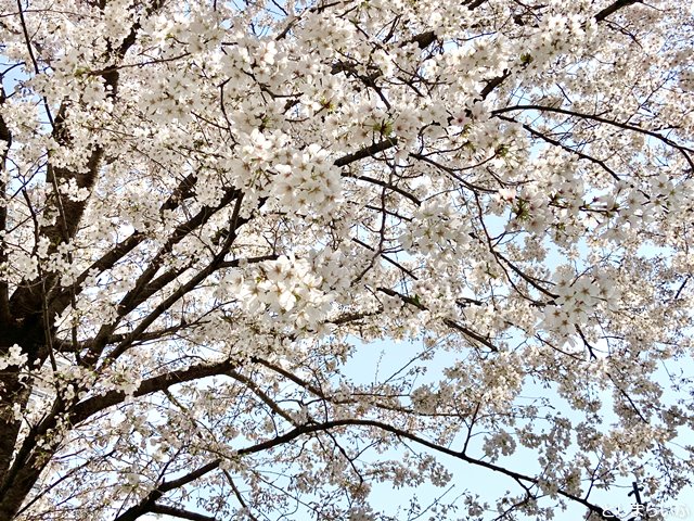 南池袋公園 満開の桜