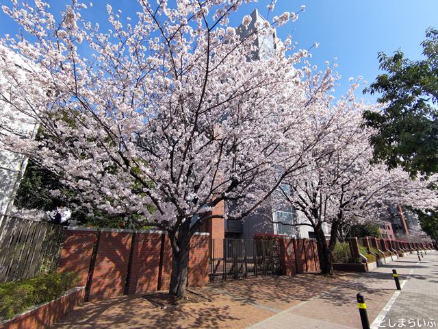 立教大学 西池袋通の桜