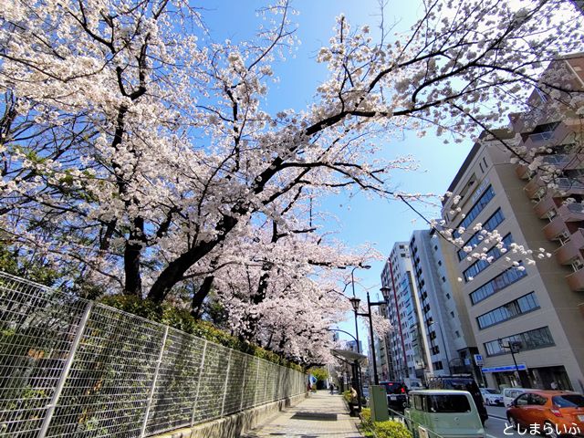 祥雲寺 道路沿いの桜